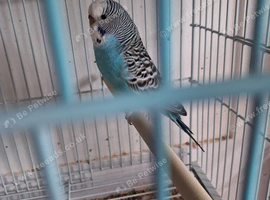 Budgie