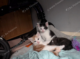 2 adorable boy Kittens. Ready to leave in 3 weeks