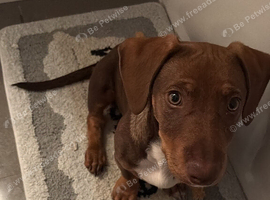 Cody needs a forever home