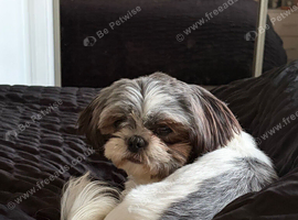 KC Reg Shih Tzu bitch