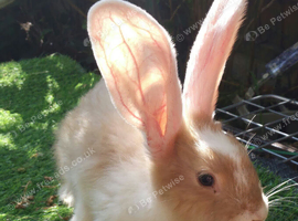 PURE Continental Giants - White Eared - Vaccinated NOBIVAC 3 in 1  READY NOW