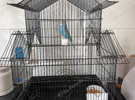 Hen budgie and cage