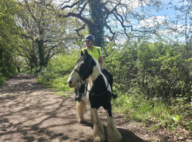 Gorgeous Gelding Looking For A Sharer