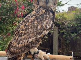 Bengal eagle owl