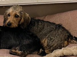 2 mature Standard Wirehaired girls