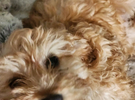 Pup 12weeks