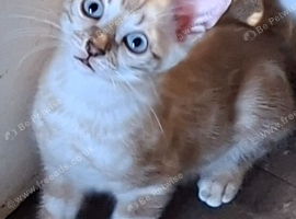 Bengal Kittens