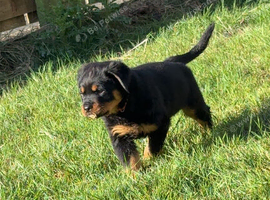 9 week old rottie pup male.