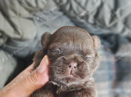 5 Imperial Puppies