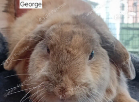 9 month old male ginger mini lop
