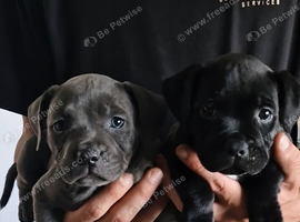 Kc registered staffordshire bull terrier pups for sale