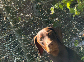 15th month old Doberman male