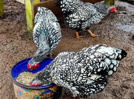 Silver Laced wyandotte Bantams chicks &times;5