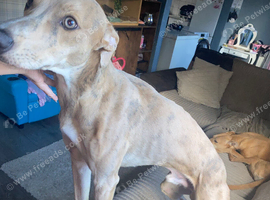 Lurcher for sale