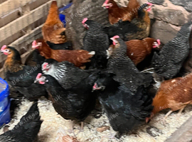 Point of lay pullets