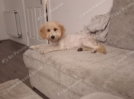 20 week old cockapoo