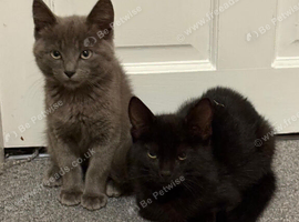 2 Kittens Grey and Black Pair