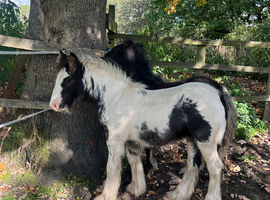 Stunning Cob Colt