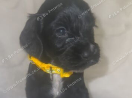 Cocker spaniel
