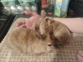 1 girl mixed breed rabbit
