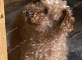 Toy poodle puppy&rsquo;s