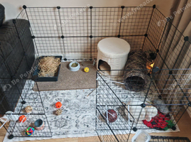 Mini lop looking for a forever home