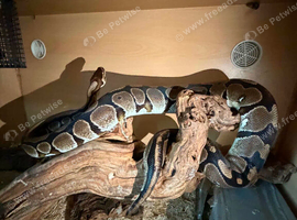 Royal python plus set up