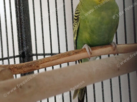 Bonded pair of baby cocks