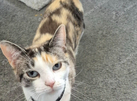 Gorgeous 3 year old cat needs rehoming asap