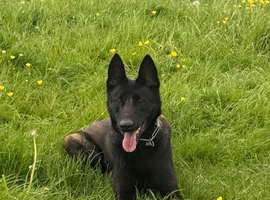 Female Belgain Malinois