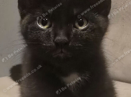 Cute little boy still available