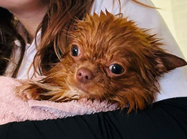 Tiny chihuahua girl for sale