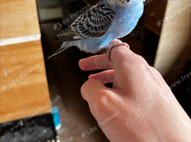 Baby budgies available