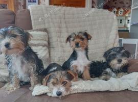 Stunning Yorkshire terrier puppies, traditional & scruffy wire haired available