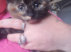 F Kitten looking for her forever home