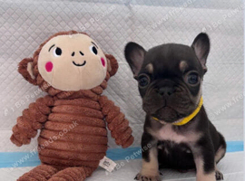 Adorable Frenchbulldog Puppies