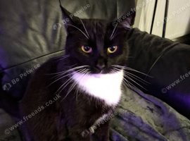 2 cats needs rehoming urgently