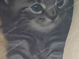 Kittens ready now