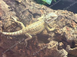 Baby bearded dragon with full set up
