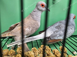 Adult pair diamond doves