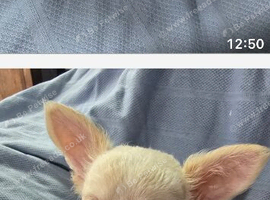 Chihuahua puppies