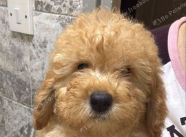 Beautiful Poodle Puppies