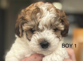 3 Stunning Maltipoo puppies are ready for new homes