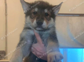 Wolfdogx husky hybrid x german shepherd