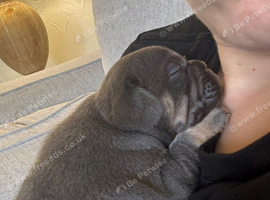 Frenchie puppys
