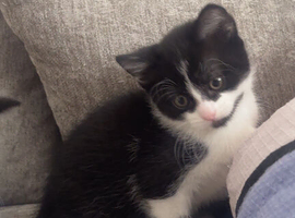 Kittens