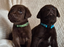 Exceptional KC Reg Chocolate Labrador Puppies