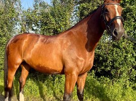4 YEAR OLD MARE BY KLENT SPOT ON X CARETINO GLORY