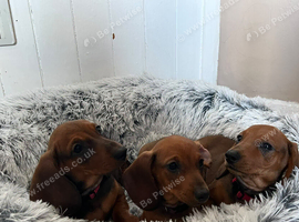 Miniature dachund