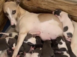 Whippet puppies